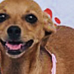 Dog of the Week: This Chihuahua-Mix Puppy Loves to Cuddle