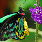 The Women's Club of Coconut Creek Hosts Self-Guided Butterfly Garden Tour