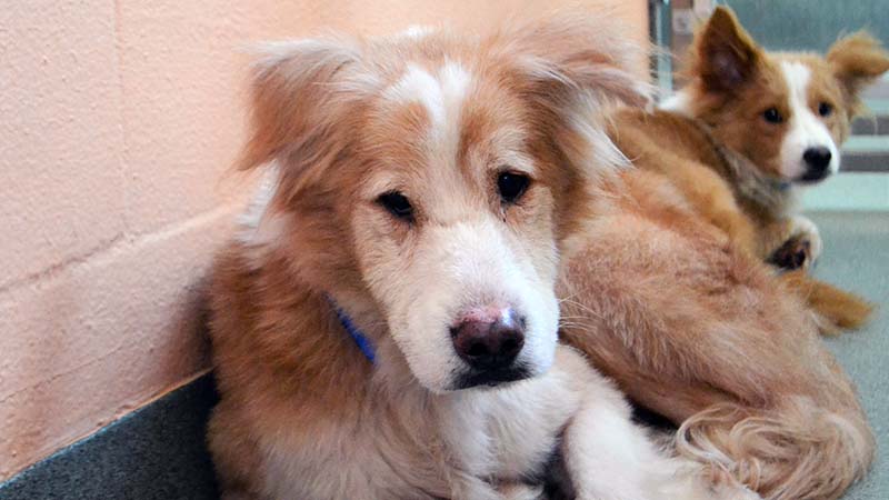2 Dogs Rescued from Hoarding Case Seek Patient Owners for Forever Homes