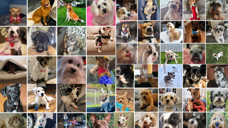 Bark Your Calendars! Coconut Creek's Annual Dog Expo Returns on April 22
