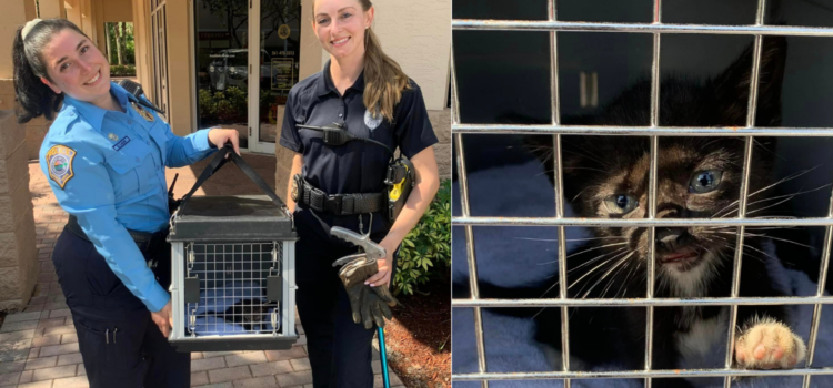 From Engine Troubles to Kitten Cuddles: The Heartwarming Story of Coconut Creek Police Rescue Mission