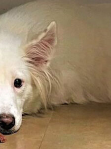 Dog of the Week: Survivor of Hoarding Case Seeks a Loving Home