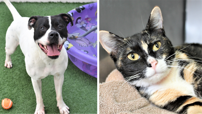 Meet Major and Queen Charlotte: Perfect Furry Companions Who Need Homes