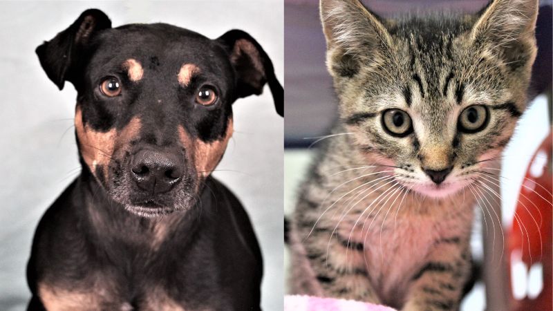 Darel and Stanley Are Ready for Adoption at the Humane Society of Broward County 1