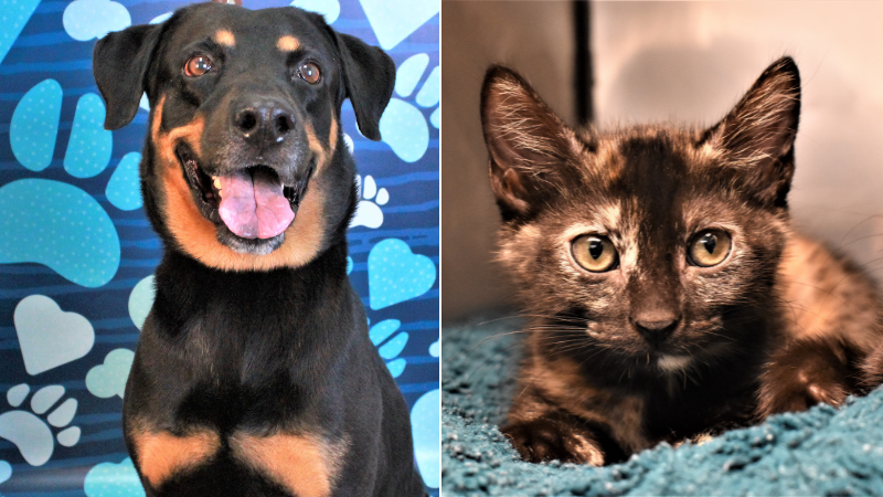 Discover Your Furry Soulmate by meeting Spencer and Fudge at the Humane Society of Broward County