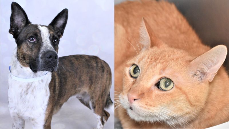 Meet Diego and Oscar Who Need Forever Homes at the Humane Society of Broward County