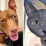 Meet Grace and Kona: Pets Who Need Forever Homes at the Humane Society of Broward County