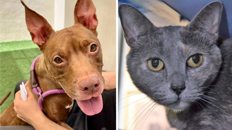 Meet Grace and Kona: Pets Who Need Forever Homes at the Humane Society of Broward County