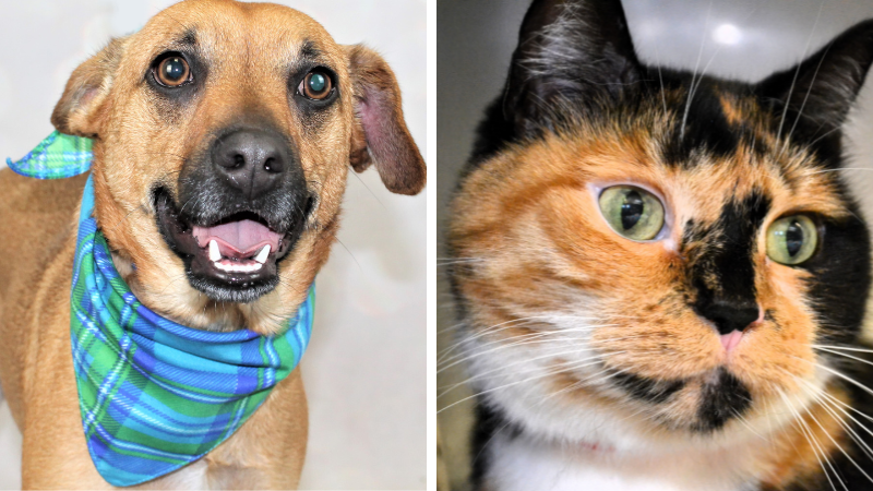 Adorable Pets Await Their Forever Homes at Humane Society of Broward County