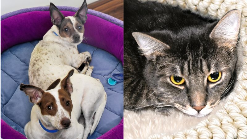 Bonded Canine Brothers and Cat Seek Forever Homes at Humane Society of Broward County