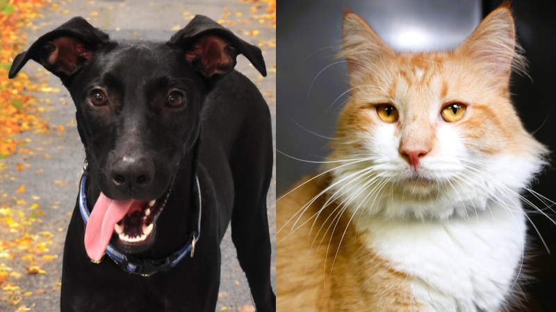 2 Adorable Pets Await New Homes at Humane Society of Broward County