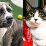 2 Pets in Need of Homes: Meet Nyla and Pistachio at the Humane Society of Broward County