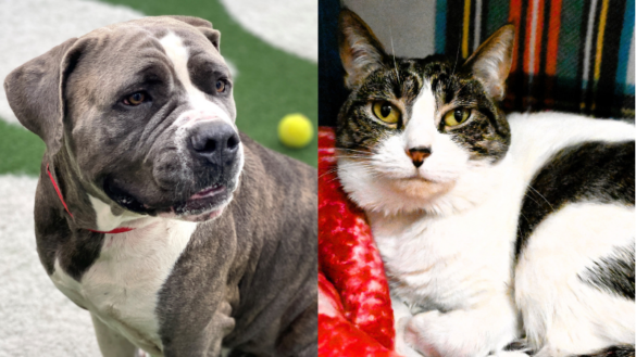 2 Pets in Need of Homes: Meet Nyla and Pistachio at the Humane Society of Broward County