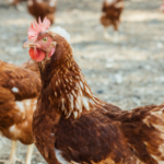 Coconut Creek Clucks Down on Backyard Chickens: