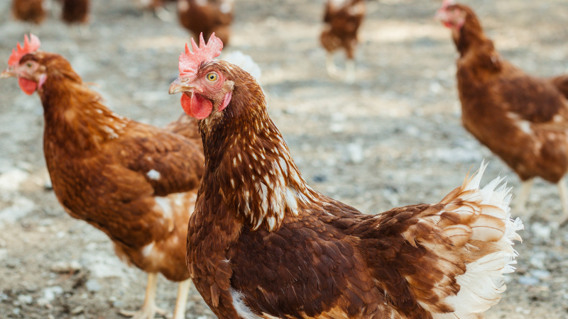 Coconut Creek Clucks Down on Backyard Chickens: