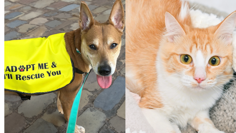 Two Pets in Search of Forever Homes at Humane Society of Broward County