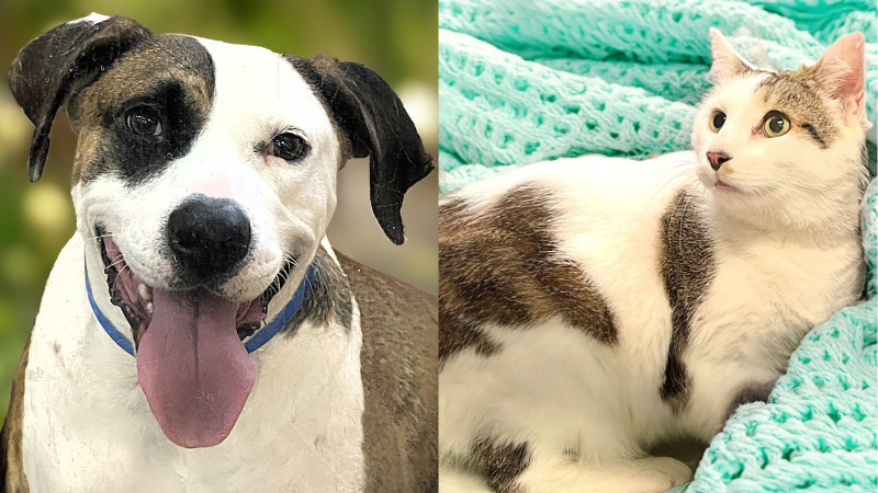 Humane Society of Broward County Closes Due to Hurricane, but Animals Await Their Forever Homes