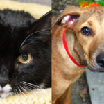 Leia and Catalina: 2 Pets in Need of Loving Forever Homes