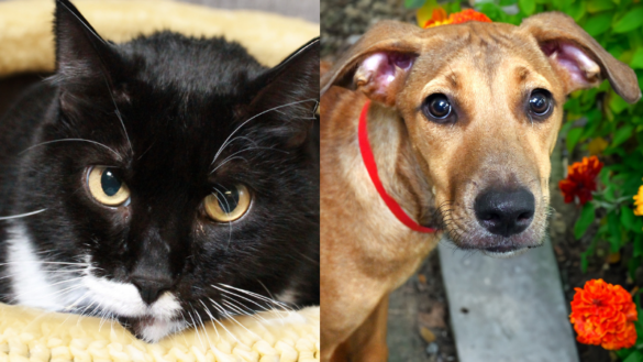 Leia and Catalina: 2 Pets in Need of Loving Forever Homes