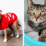 Meet Broward County Animal Care’s Pets of the Week: Lara and Auntie Anne Need Forever Homes