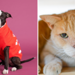 Meet Oreo and Peanut: Broward County Animal Care’s Pets of the Week Need Loving Homes