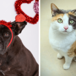 Meet Delilah and Coco: Broward County Animal Care’s Pets of the Week Need Loving Homes