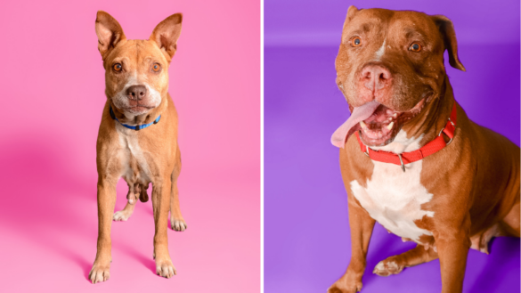 Meet Misty and Emma: Two Sweethearts Ready for Their Forever Homes