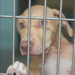 Urgent: Broward County Animal Care Declares a “911 for Pets” as Shelter Reaches Capacity