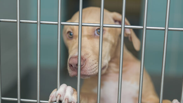 Urgent: Broward County Animal Care Declares a “911 for Pets” as Shelter Reaches Capacity