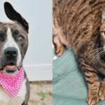 Bingo and Tiger: Two Resilient Pets Hoping for a Fresh Start in Loving Homes