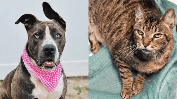 Bingo and Tiger: Two Resilient Pets Hoping for a Fresh Start in Loving Homes