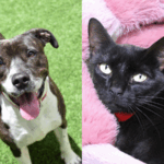 Marvelous Molly and Sweet Brook are 2 Pets Hoping for a Forever Home