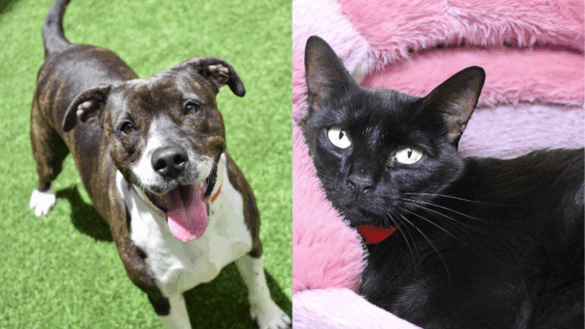 Marvelous Molly and Sweet Brook are 2 Pets Hoping for a Forever Home
