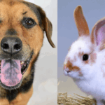 Harley and Mary Are Ready to Find Their Forever Homes at the Humane Society of Broward County