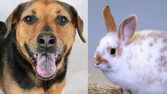 Harley and Mary Are Ready to Find Their Forever Homes at the Humane Society of Broward County